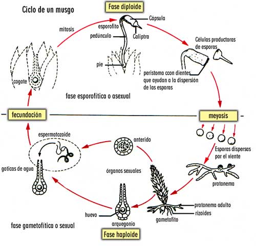 diagrama del ciclo de vida del musgo